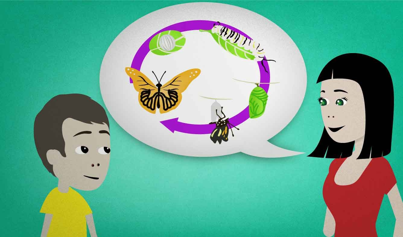 English Lesson: A lot of insects like butterflies and mosquitos go through a life cycle with several distinct stages.