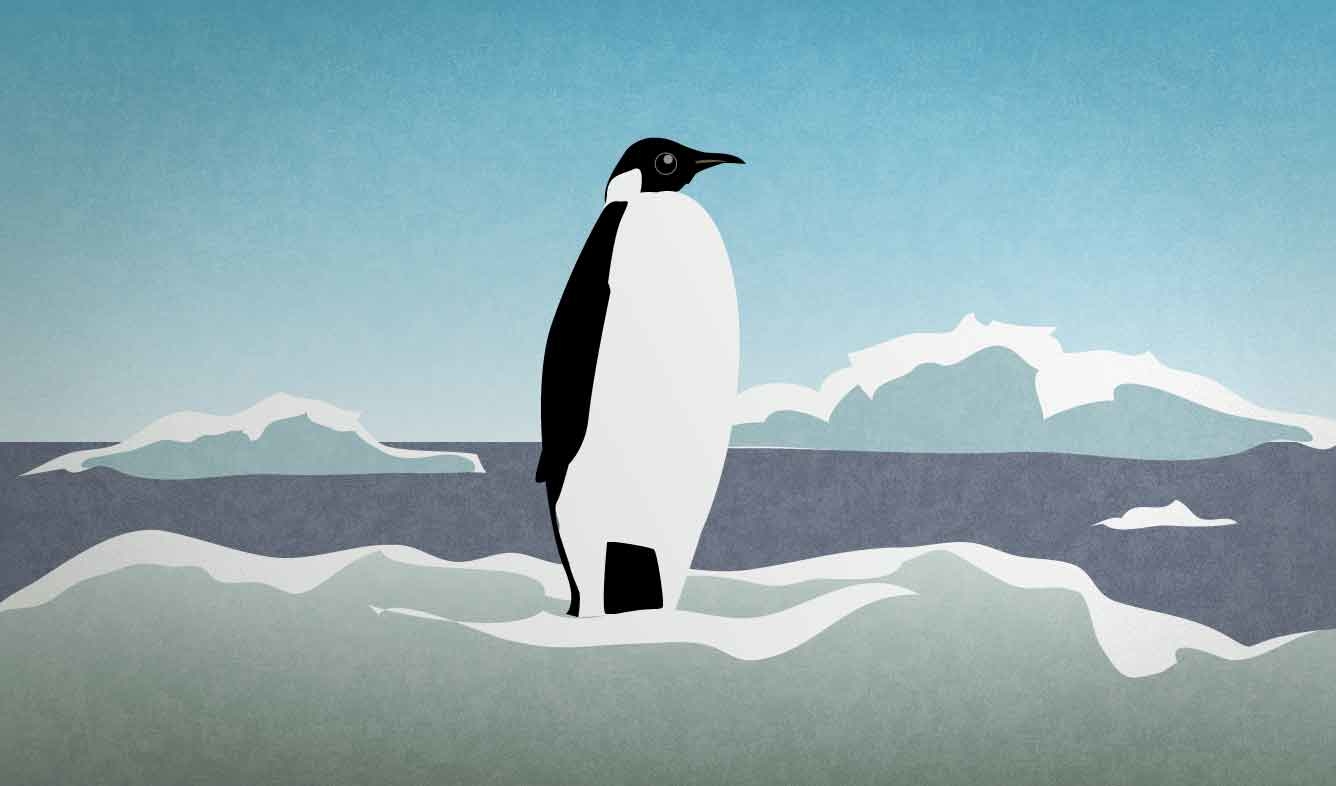English Lesson: Penguins are remarkably well adapted to their icy environment, thanks to millions of years of evolution.