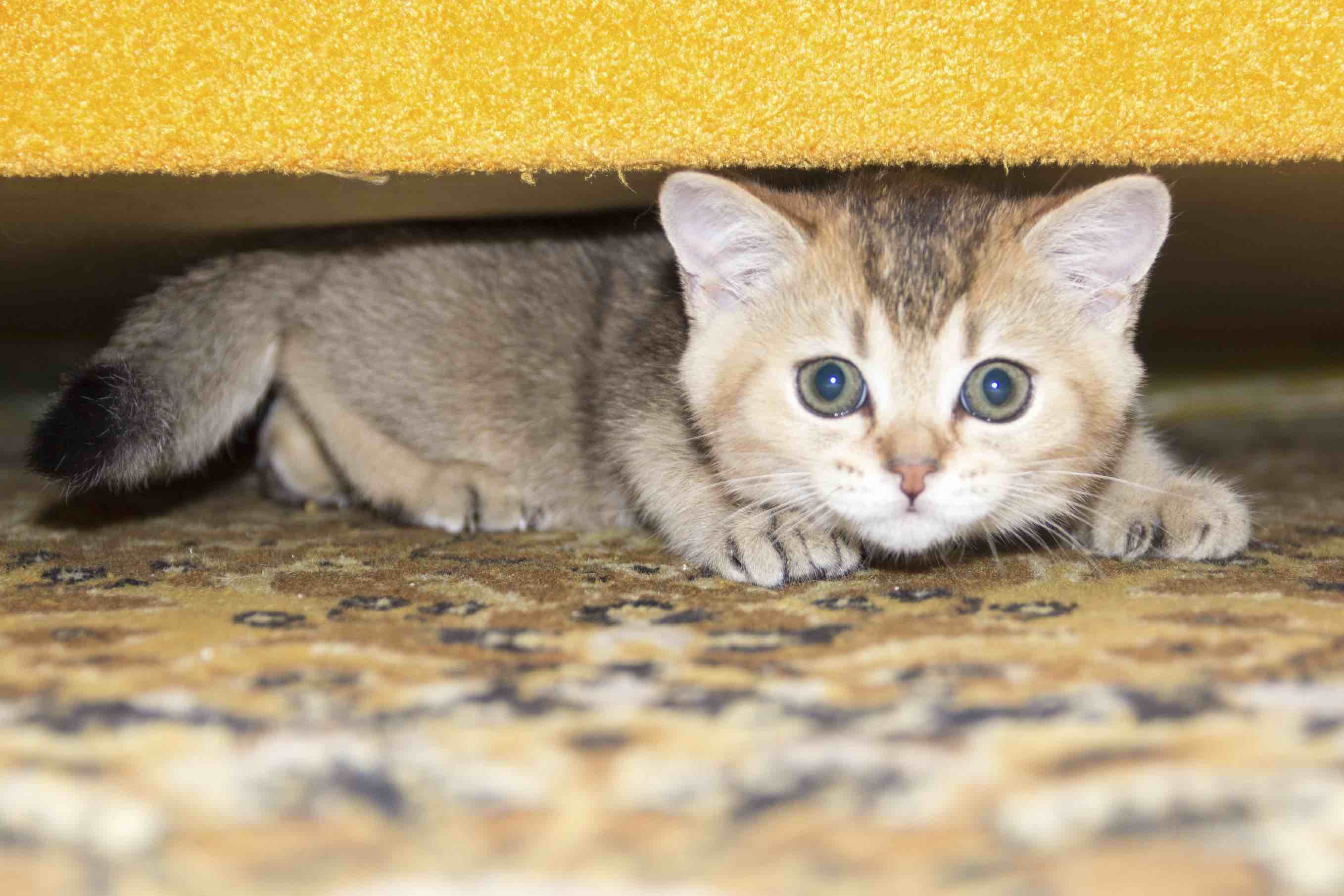 Kitten under the sofa